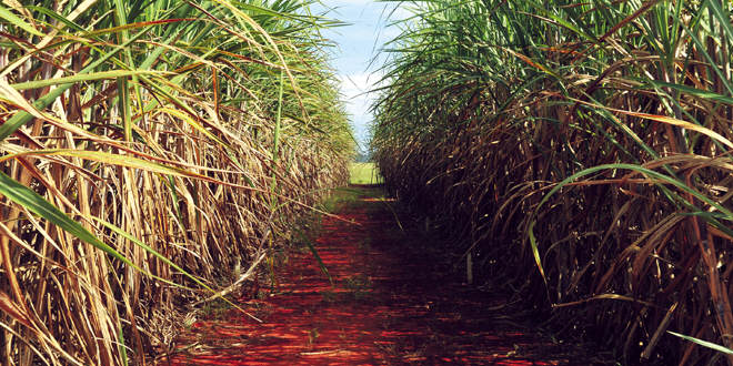 SP concentra metade das startups do agronegócio do Brasil