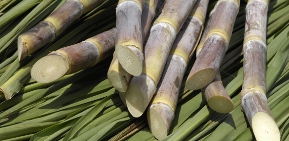Falta de chuvas preocupada fornecedores de cana de Alagoas