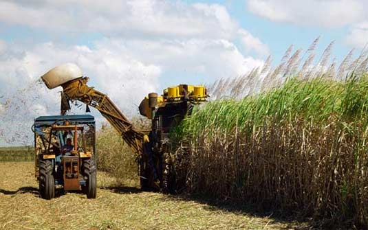 Unica avalia que oferta de cana deve cair em 2017/18