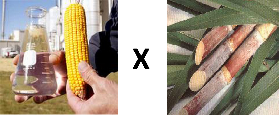 Etanol de cana x Etanol de milho? O que é melhor?