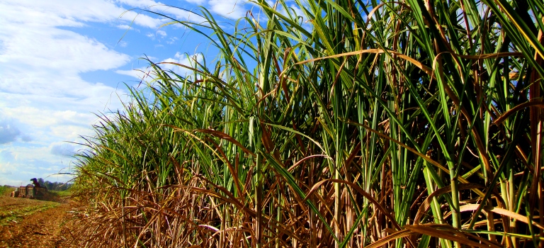 Açúcar: Frente a déficit, preços no Brasil subiram mais de 70% no último ano, diz presidente da Datagro