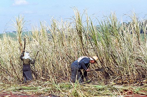 Usina do Grupo Santa Adélia é condenada por remuneração por produtividade