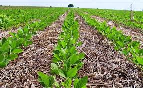 Produtores investem em técnicas para aumentar produtividade e reduzir custos em canaviais de SP