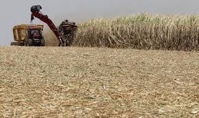 Job Economia prevê nova queda na safra de cana do Centro-Sul