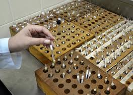 Inocular bactérias na cultura da cana pode ser mais eficiente que usar fertilizantes