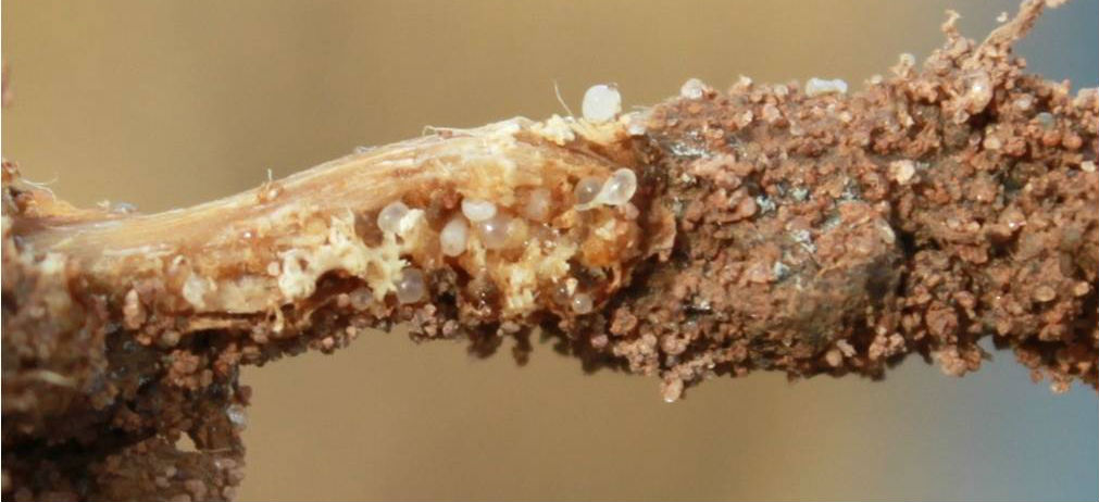 Nematoides e o desafio da produtividade na cultura da cana-de-açúcar